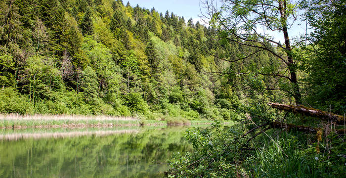 Forêt © Matthias Sorg