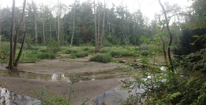 Bois du faisan © Héloïse Candolfi