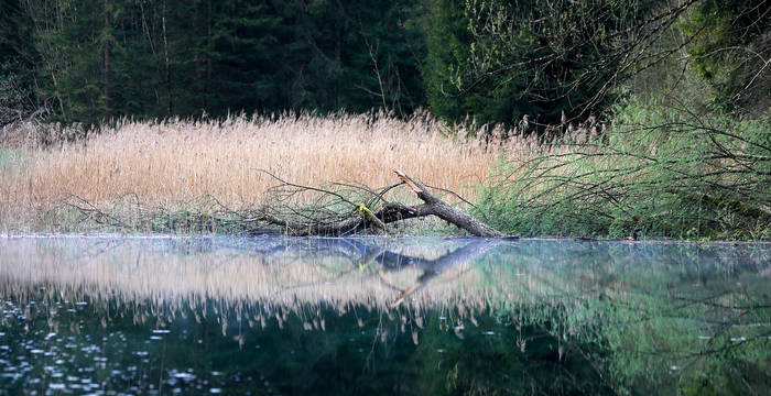 Ceinture de roseaux © Matthias Sorg