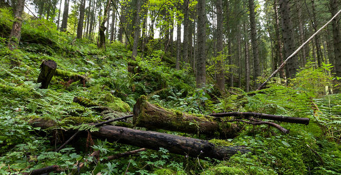 Nature sauvage dans la forêt