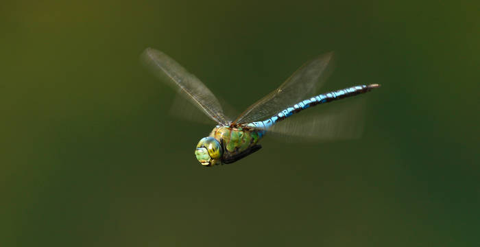 Libellule