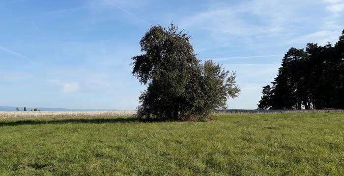 Marais du château -