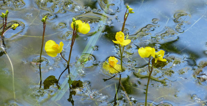 Pointe_a_la_Bisefleurs_cr_pierlinetournant_1920x960