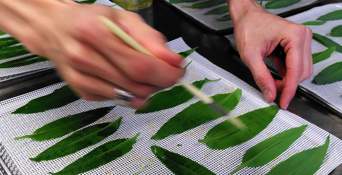 Herbes sauvages