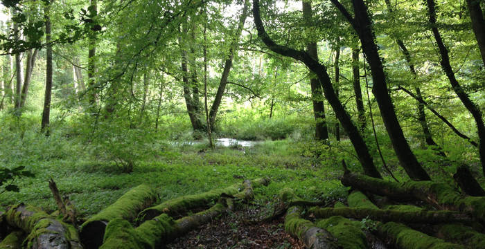 Bois du Faison_Héloise Candolfi