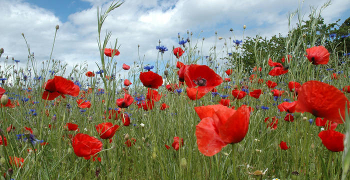 Coquelicots_cr_Michel Bressoud