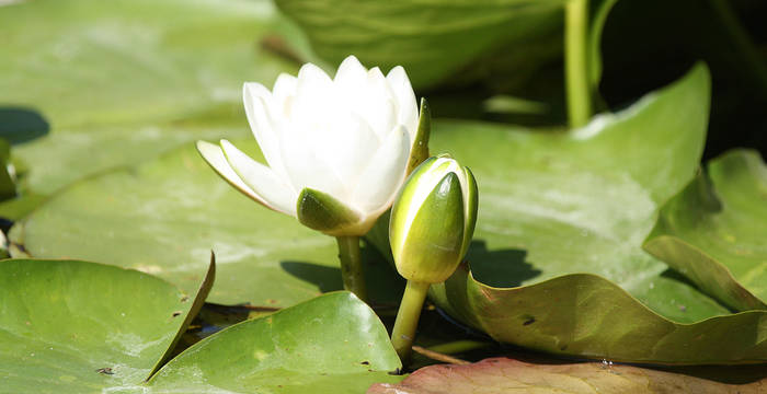 Nénuphar Laconnex
