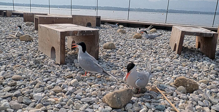 Sternes pierregarin sur le radeau de la Pointe à la Bise
