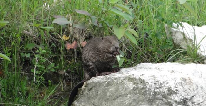 Sur les traces du castor