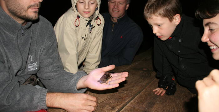 Chauves-souris reines