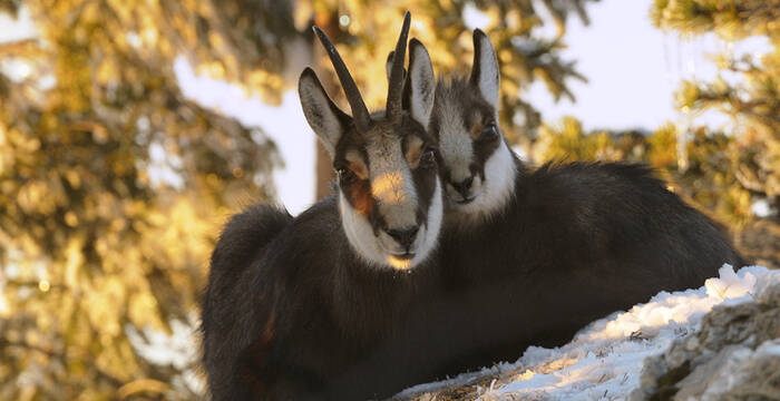 Rut du chamois