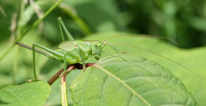 Grillons & sauterelles