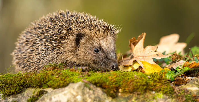 Herisson automne
