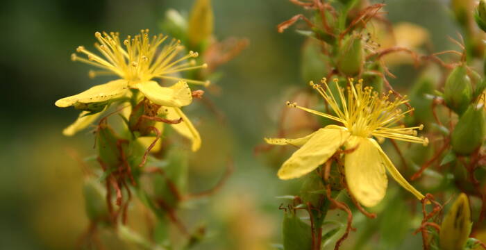 Plantes médicinales