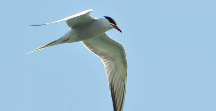 Sterne pierregarin à l'honneur