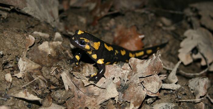 Salamandre Tachetée