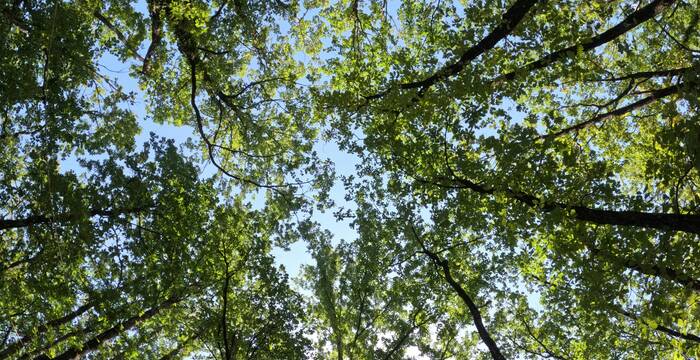Forêt