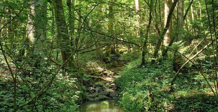 Ruisseau des Vernes (FR)
