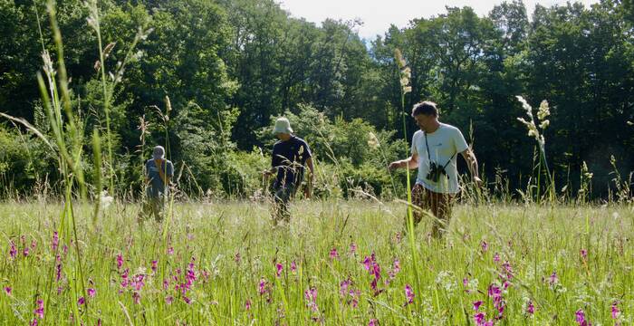 Comptage des Glaeuils dans la réserve naturelle des Faverges