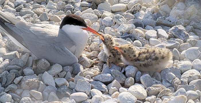 Sterne avec poussins