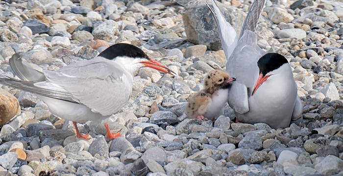 Sternes et poussin