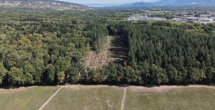 Abattage d'arbres