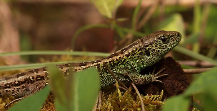 Lézard des souches
