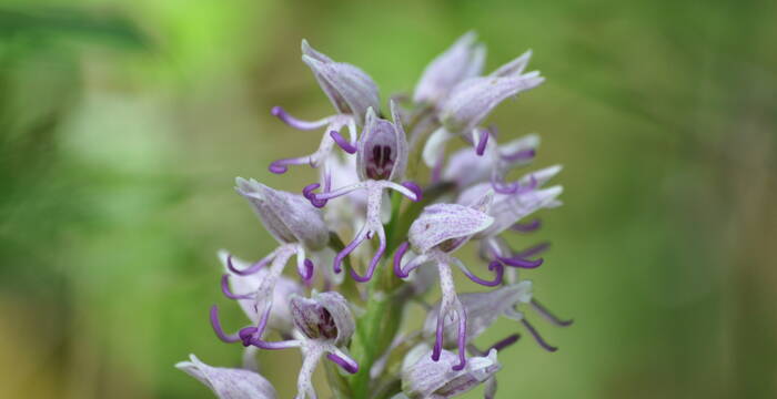 Orchis singe