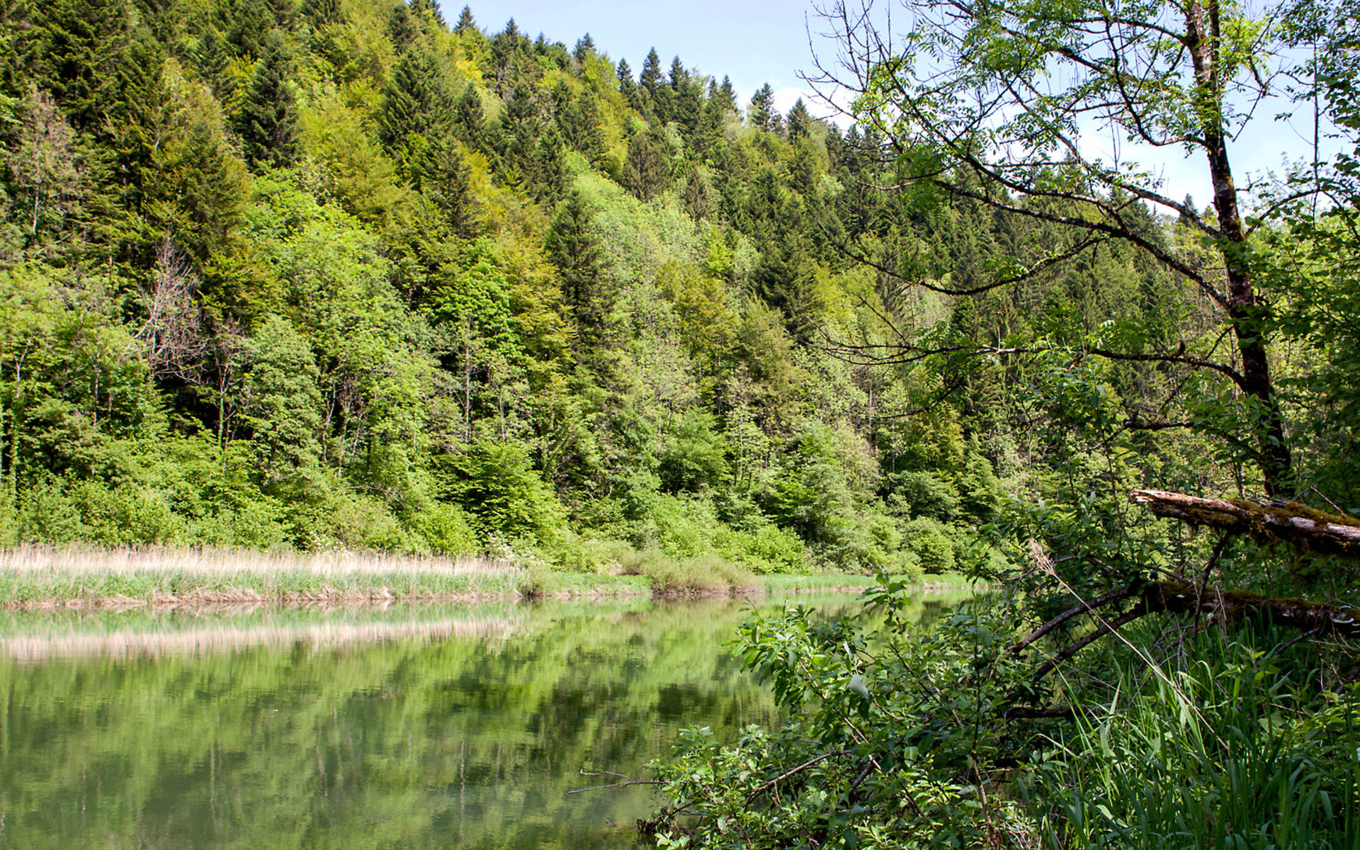 Forêt © Matthias Sorg
