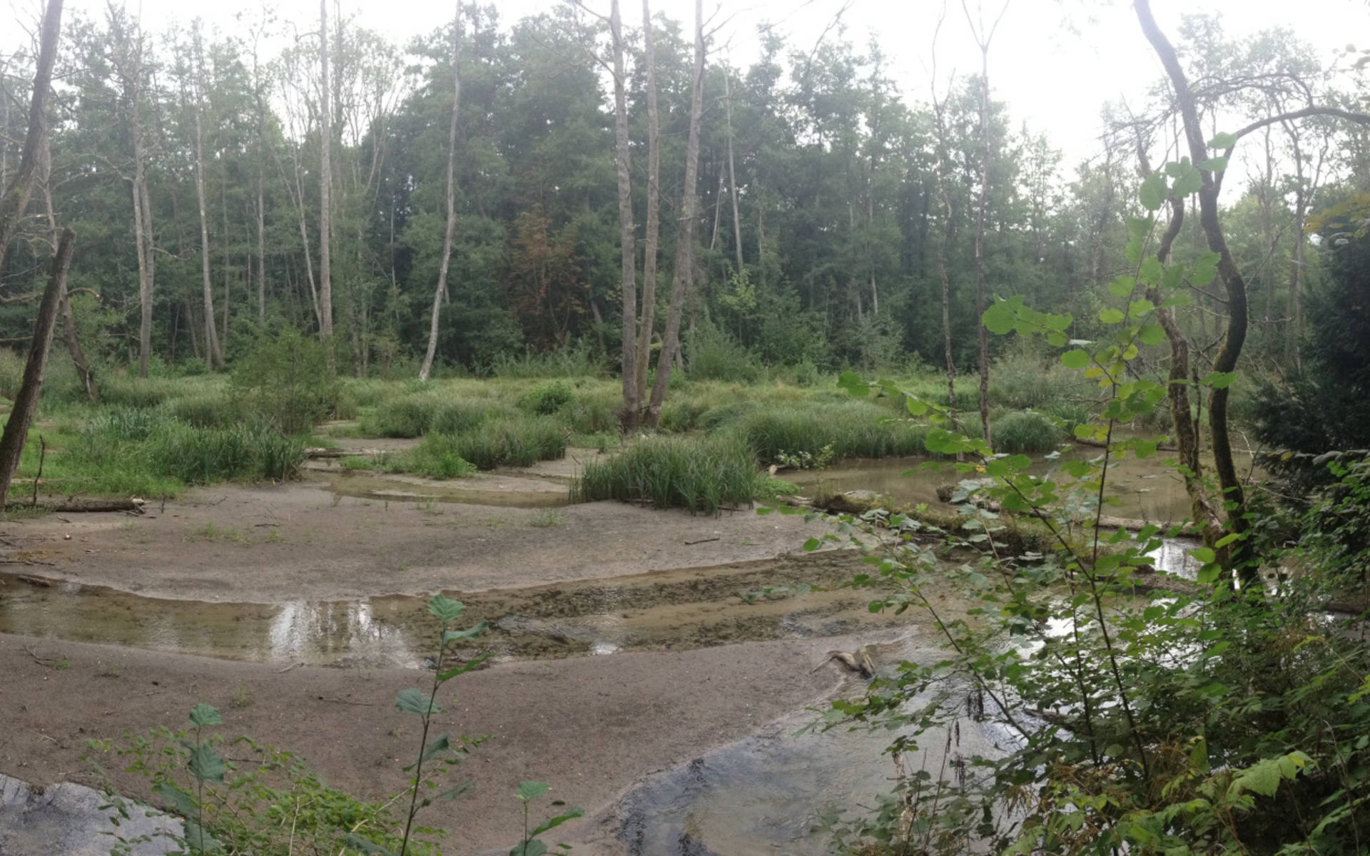 Bois du faisan © Héloïse Candolfi