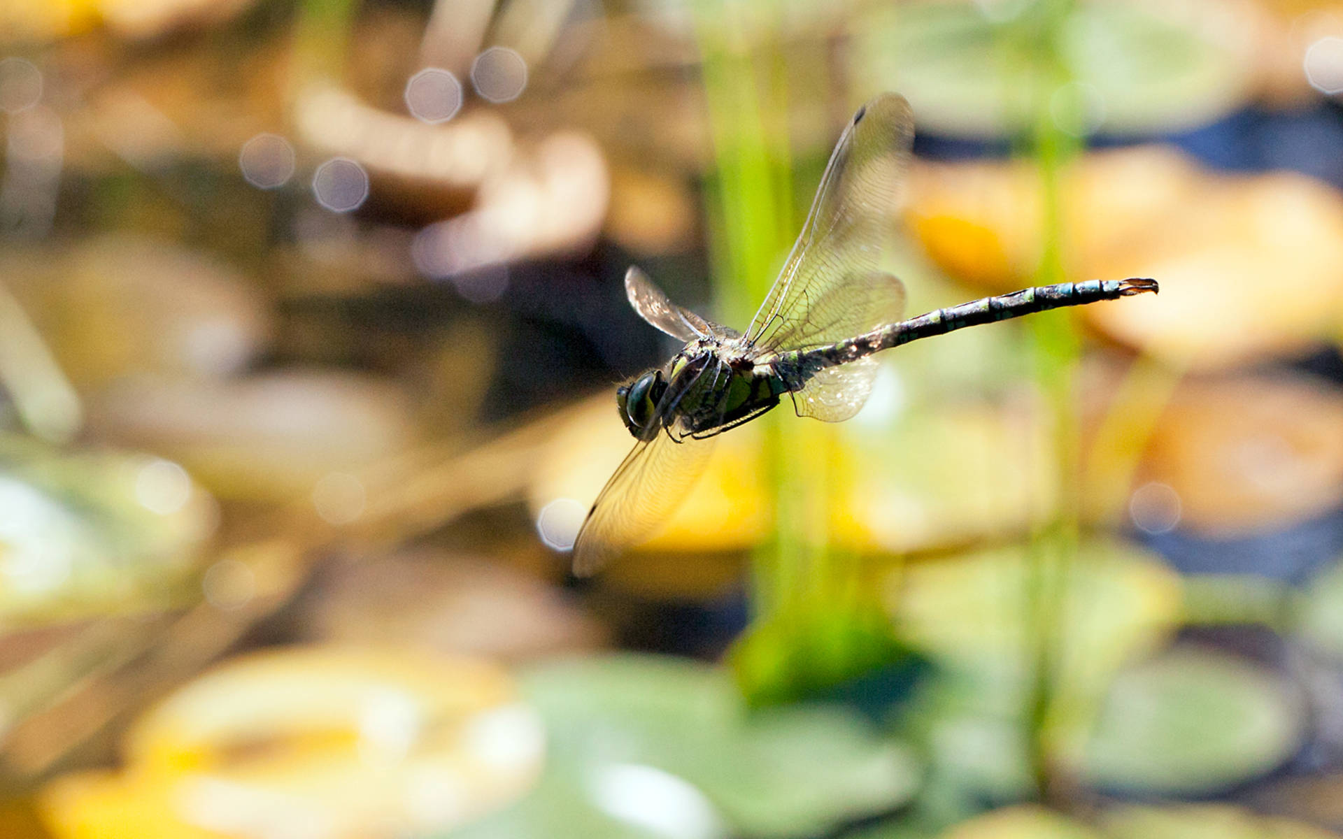 Libellule en plein vol © Matthias Sorg