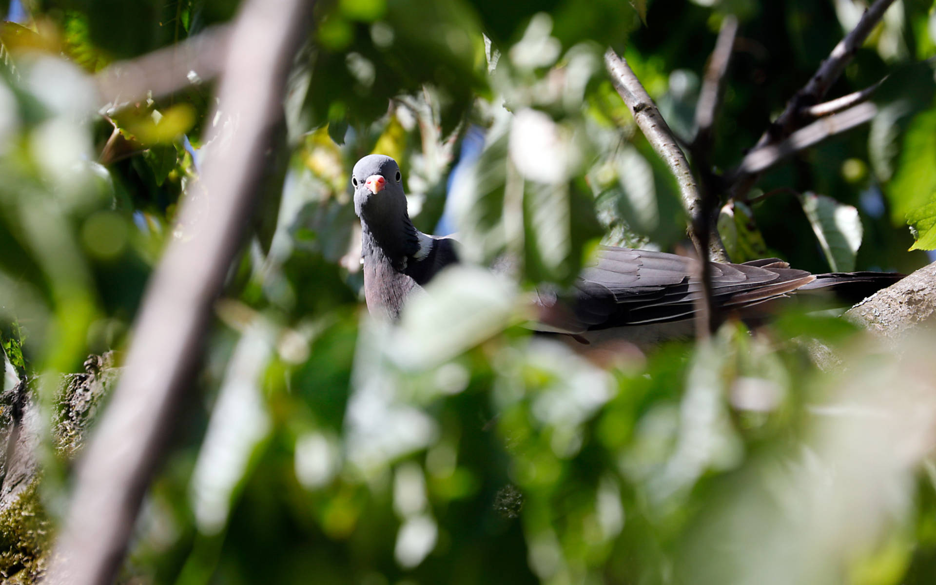 Oiseau © Pro Natura