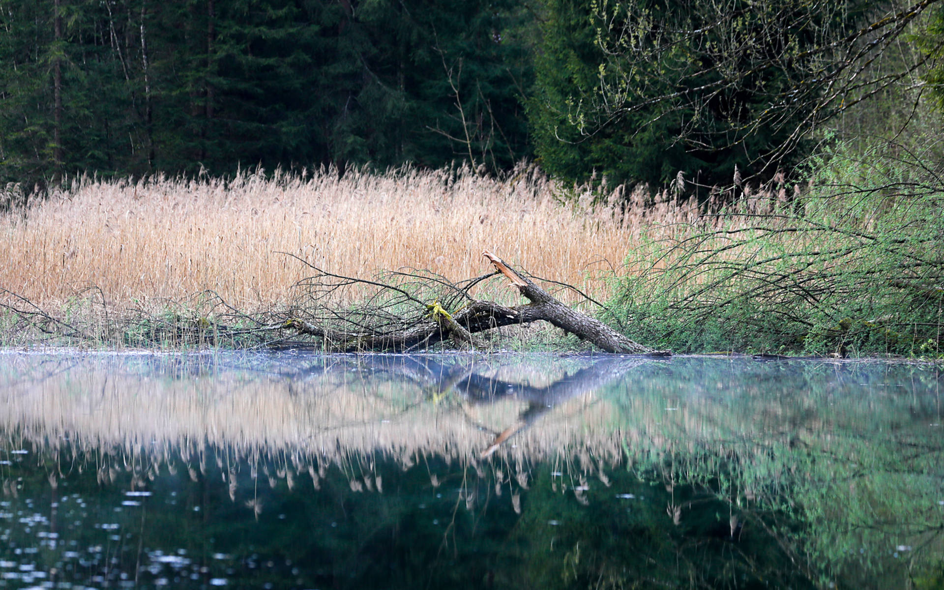 Ceinture de roseaux © Matthias Sorg