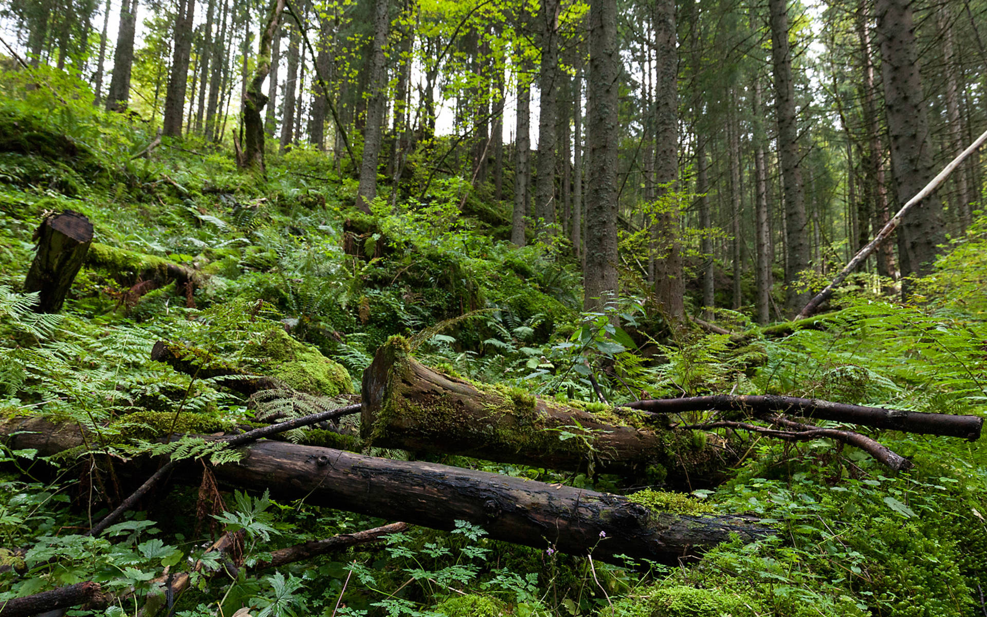 Nature sauvage dans la forêt © Pro Natura