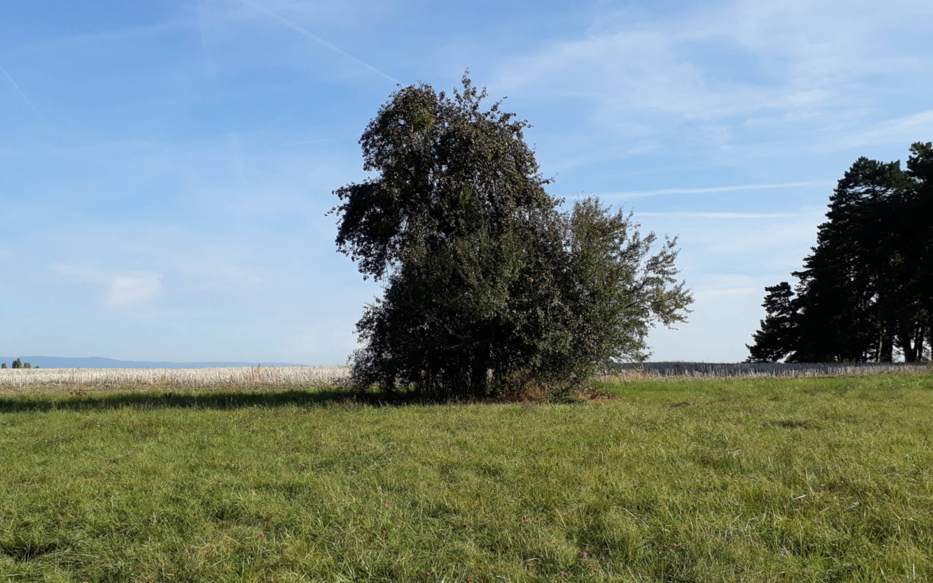Marais du château - © Pro Natura Genève