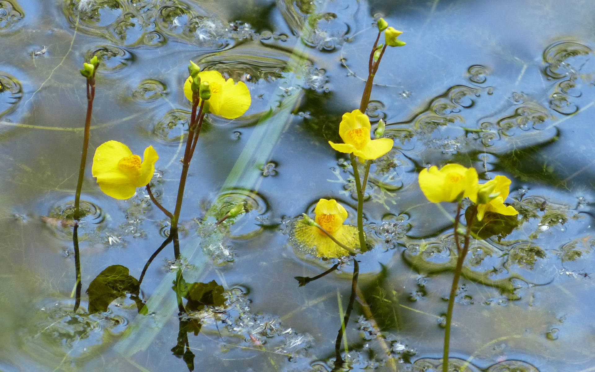 Pointe_a_la_Bisefleurs_cr_pierlinetournant_1920x960