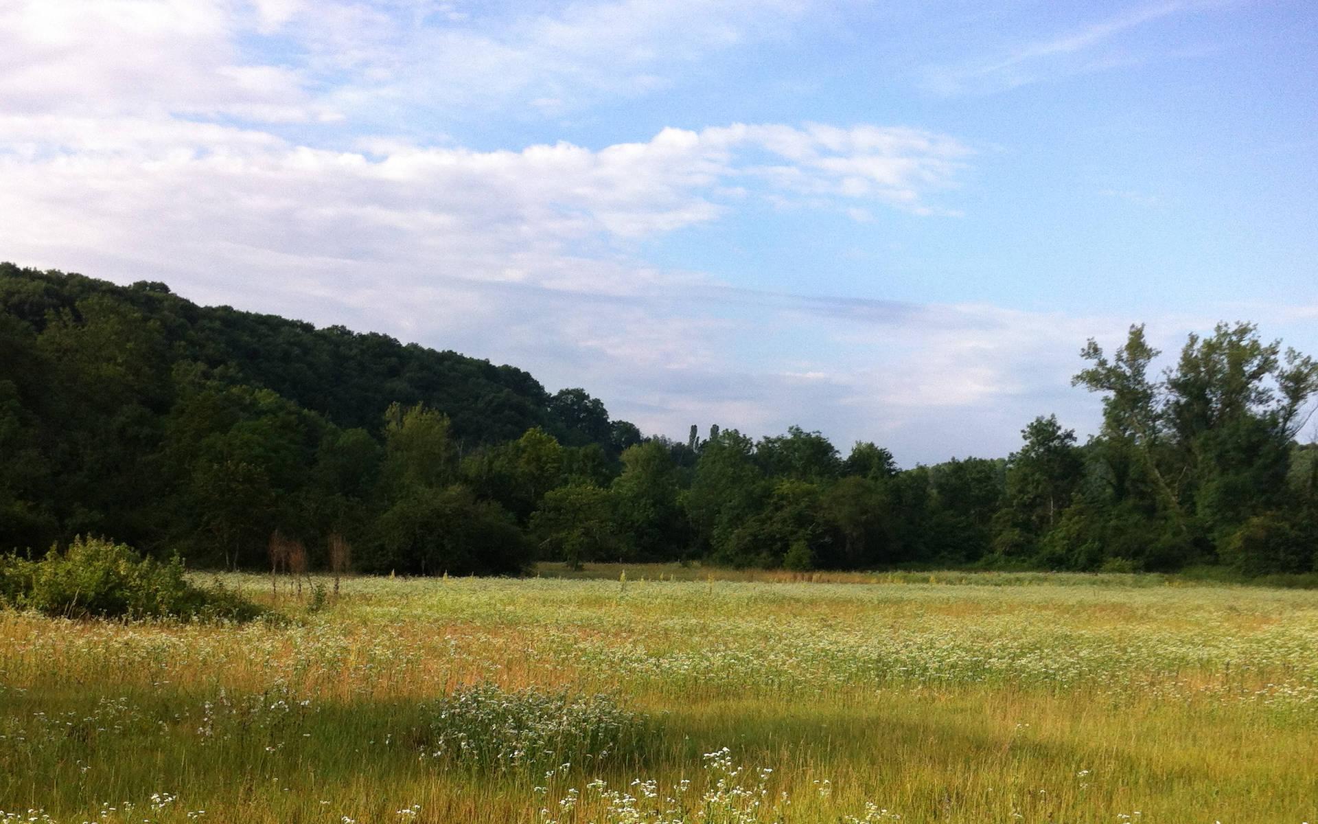Allondon_Prairie