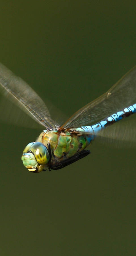 Libellule