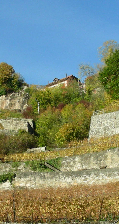 Vignes