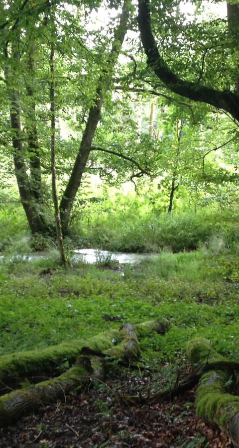 Bois du Faison_Héloise Candolfi