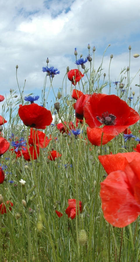 Coquelicots_cr_Michel Bressoud