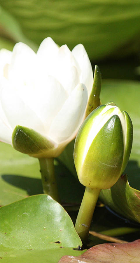 Nénuphar Laconnex
