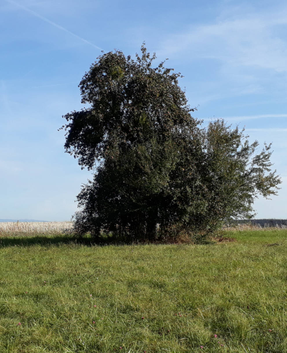 Marais du château -