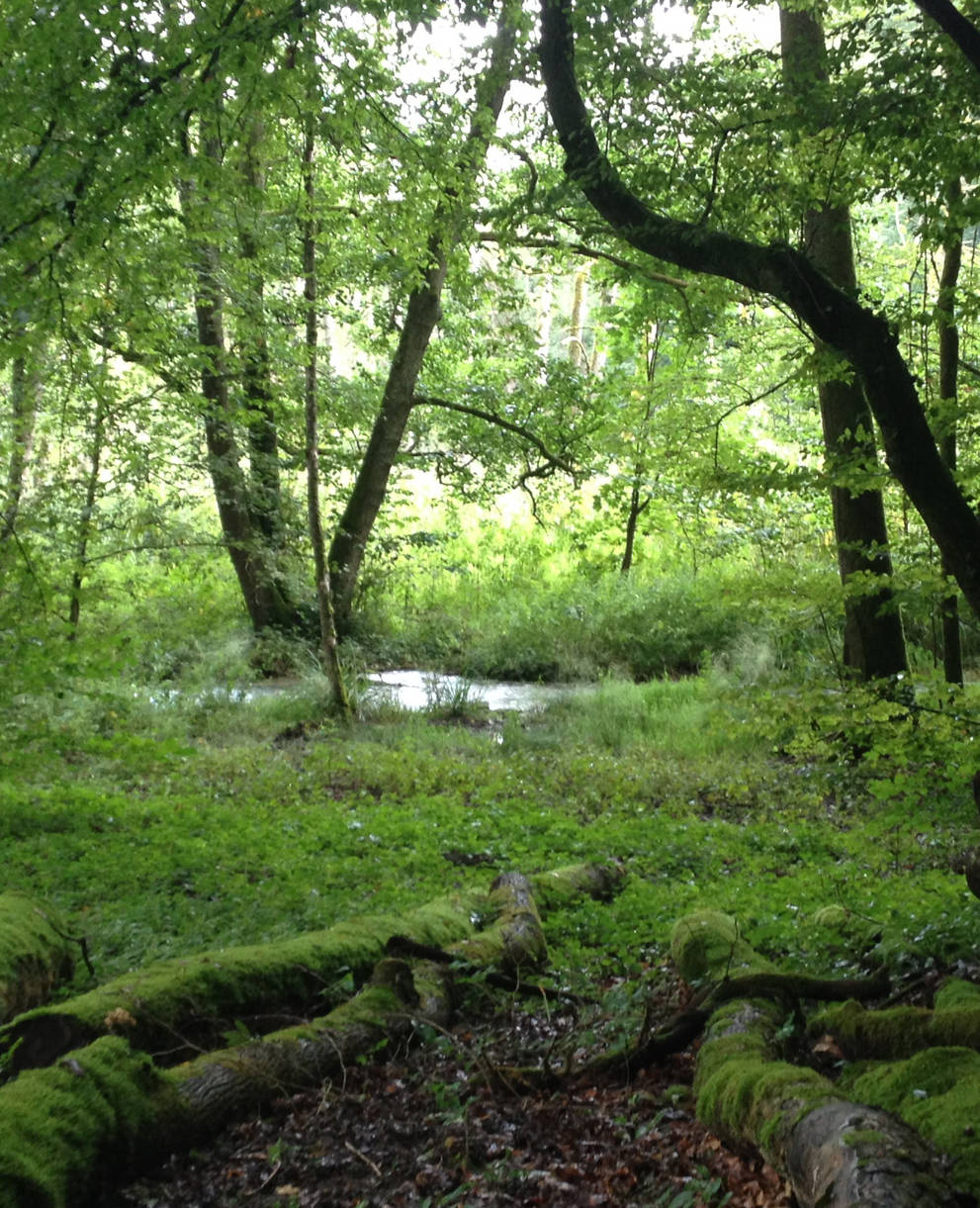 Bois du Faison_Héloise Candolfi