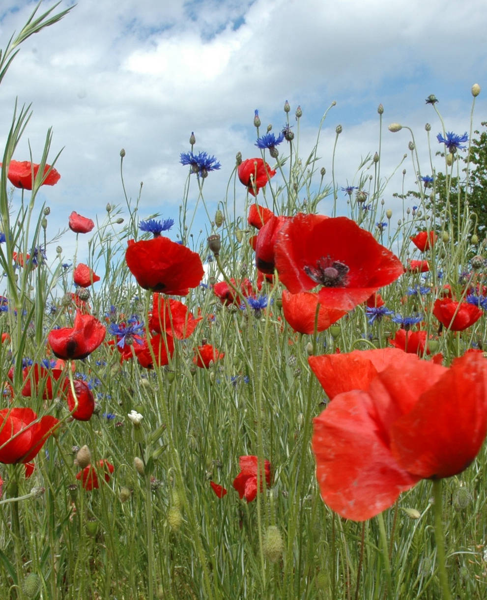 Coquelicots_cr_Michel Bressoud