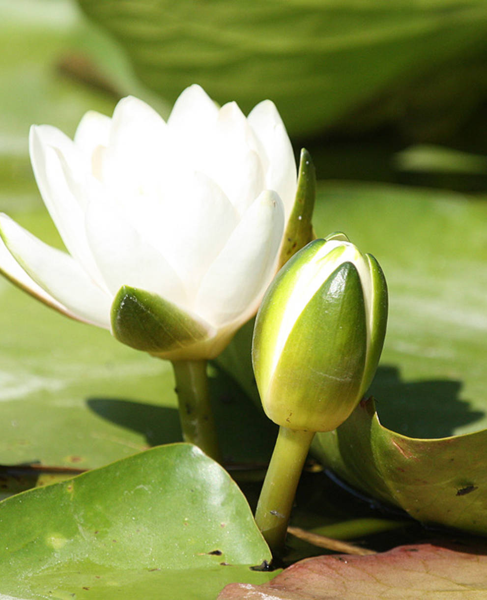 Nénuphar Laconnex