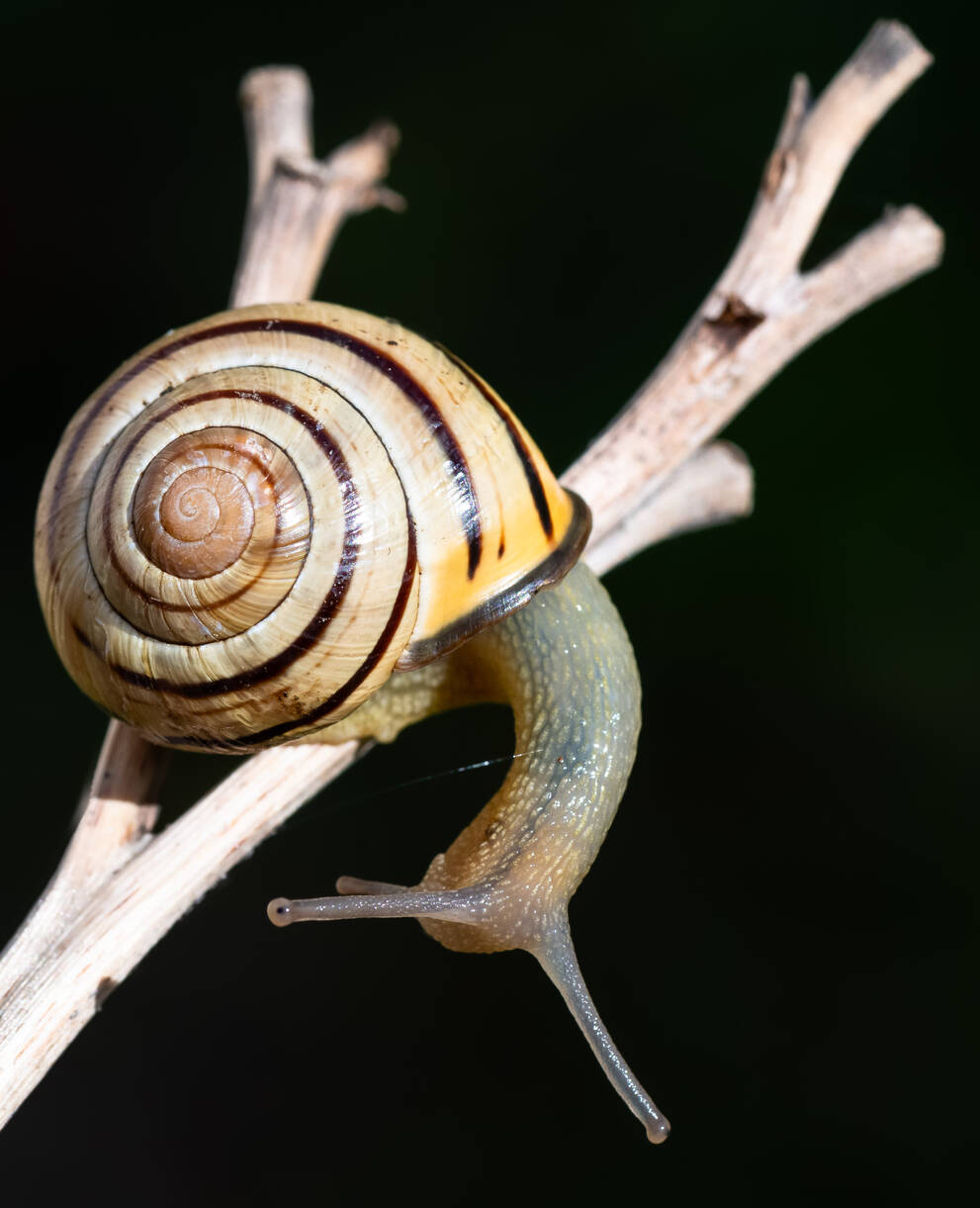 Cepaea_nemoralis