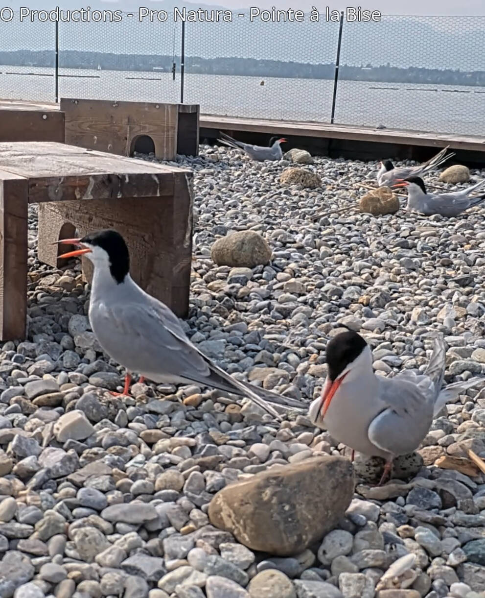 Sternes pierregarin sur le radeau de la Pointe à la Bise