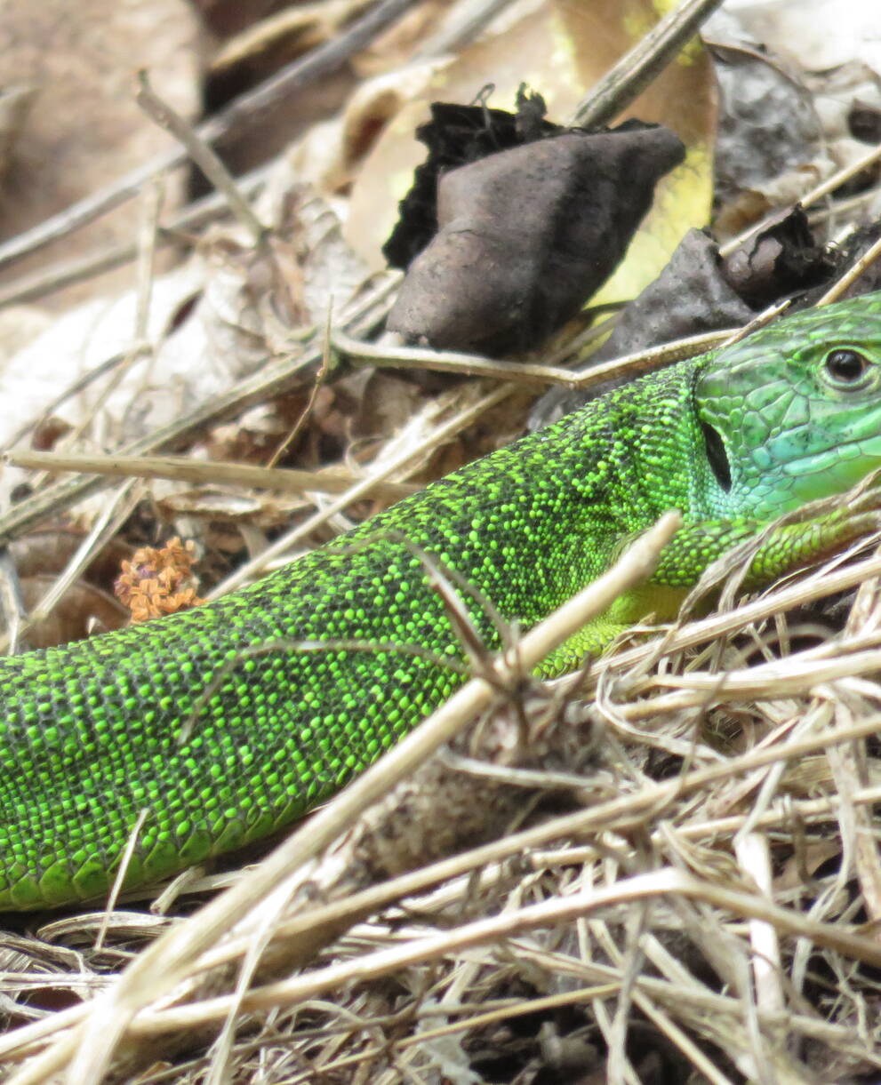 Lézard vert