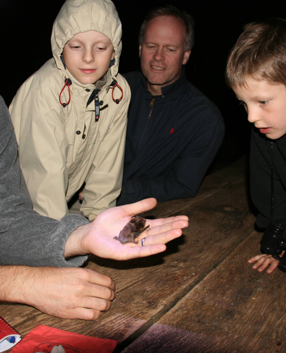 Chauves-souris reines
